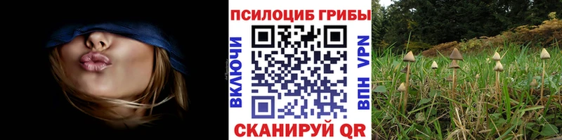 блэк спрут вход  Нарткала  Псилоцибиновые грибы GOLDEN TEACHER  купить  цена 